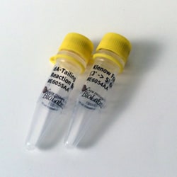 New England Biolabs, Inc. NEBNext dA-Tailing Module – 100 reactions, Quantity: