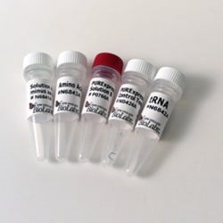 New England Biolabs, Inc. PURExpress (aa, tRNA) Kit – 10 reactions