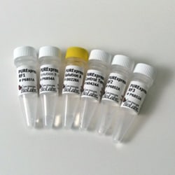 New England Biolabs, Inc. PURExpress RF123 Kit – 10 reactions, Quantity: