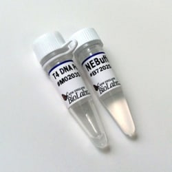 New England Biolabs, Inc. T4 DNA Polymerase – 750 units, Quantity: Each