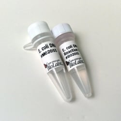 New England Biolabs, Inc. E.coli DNA Ligase – 200 units, Quantity: Each