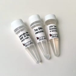 New England Biolabs, Inc. Taq DNA Ligase – 10000 units, Quantity: Each