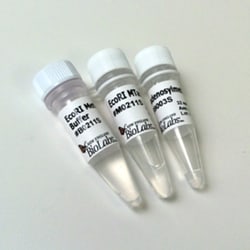 New England Biolabs, Inc. EcoRI Methyltransferase – 10000 units, Quantity: