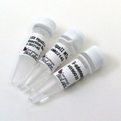 New England Biolabs, Inc.&nbsp;HpaII Methyltransferase – 100 units