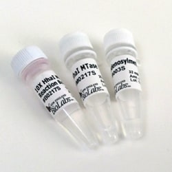 New England Biolabs, Inc.&nbsp;HhaI Methyltransferase – 1000 units