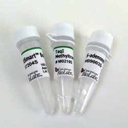 New England Biolabs, Inc.&nbsp;TaqI Methyltransferase – 1000 units