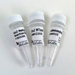 New England Biolabs, Inc.&nbsp;AluI Methyltransferase – 100 units