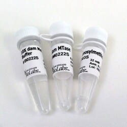 New England Biolabs, Inc.&nbsp;dam Methyltransferase – 500 units