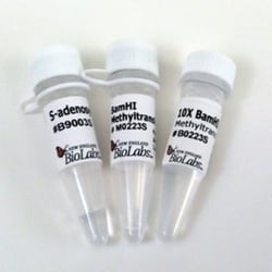 New England Biolabs, Inc.&nbsp;BamHI Methyltransferase – 100 units