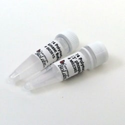 New England Biolabs, Inc. T4 Polynucleotide Kinase (3' phosphatase minus)