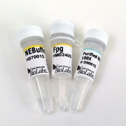New England Biolabs, Inc.&nbsp;Fpg – 500 units