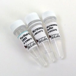 New England Biolabs, Inc. Micrococcal Nuclease – 320000 gel units, Quantity: