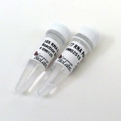 New England Biolabs, Inc. T7 RNA Polymerase – 25000 units, Quantity: Each