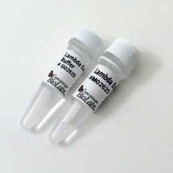 New England Biolabs, Inc. Lambda Exonuclease – 5000 units, Quantity: Each