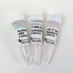 New England Biolabs, Inc. T7 DNA Polymerase (unmodified) – 1500 units,