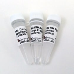 New England Biolabs, Inc. Bst DNA Polymerase, Large Fragment – 8000 units,