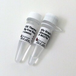 New England Biolabs, Inc.&nbsp;Afu Uracil-DNA Glycosylase (UDG) – 200 units