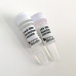 New England Biolabs, Inc. Uracil-DNA Glycosylase (UDG) – 1000 units, Quantity: