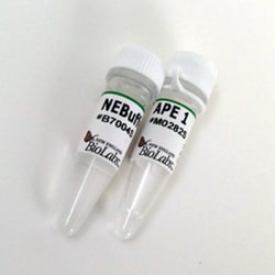 New England Biolabs, Inc. APE 1 – 1000 units, Quantity: Each of 1