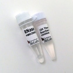 New England Biolabs, Inc.&nbsp;RNase HII – 250 units