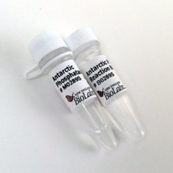 New England Biolabs, Inc. Antarctic Phosphatase – 1000 units, Quantity: