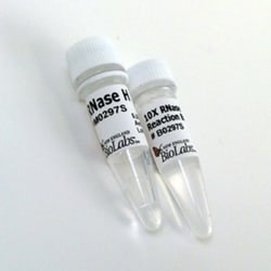 New England Biolabs, Inc. RNase H – 1250 units, Quantity: Each of 1