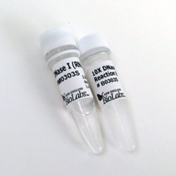 New England Biolabs, Inc. DNase I (RNase-free) – 1000 units, Quantity: