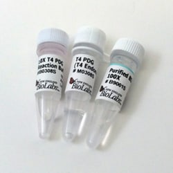 New England Biolabs, Inc. T4 PDG (T4 Endonuclease V) – 2000 units, Quantity: