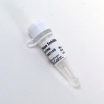 Boistore 核酸&ムーサ New England Biolabs, Inc. RNase Inhibitor, Murine – 15000