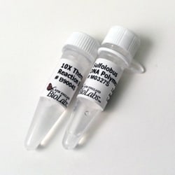 New England Biolabs, Inc.&nbsp;Sulfolobus DNA Polymerase IV – 100 units