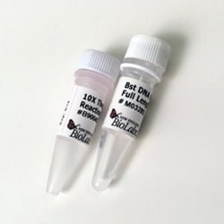 New England Biolabs, Inc. Bst DNA Polymerase, Full Length – 500 units,
