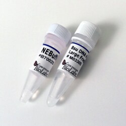 New England Biolabs, Inc. Bsu DNA Polymerase, Large Fragment – 1000 units,