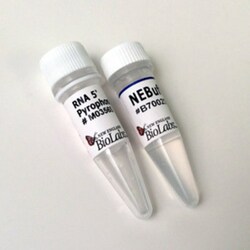 New England Biolabs, Inc. RNA 5’ Pyrophosphohydrolase (RppH) – 200 units,