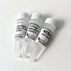 New England Biolabs, Inc.&nbsp;T4 Phage beta-glucosyltransferase – 500 units