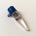 BioLabs2-4303-41ハイフィデリティー制限酵素Ｒ３１３１Ｓ(as1-2-4303-41) BioLabs2-4303-41ハイフィデリティー制限酵素Ｒ３１３１Ｓ(as1-2-4303-41)