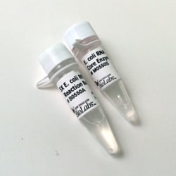 New England Biolabs, Inc. E.coli RNA Polymerase, Core Enzyme – 100 units,