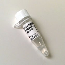 New England Biolabs, Inc. Pyrophosphatase, inorganic (yeast) – 10 units,