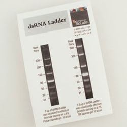 New England Biolabs, Inc. dsRNA Ladder – 25 gel lanes, Quantity: Each of