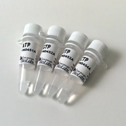 New England Biolabs, Inc. Ribonucleotide Solution Set – 50 µmol of each,