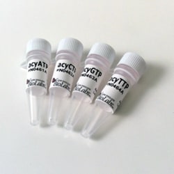 New England Biolabs, Inc.&nbsp;Acyclonucleotide Set – 0.5 µmol of each