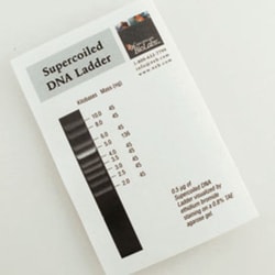 New England Biolabs, Inc. Supercoiled DNA Ladder – 0.1 ml, Quantity: Each