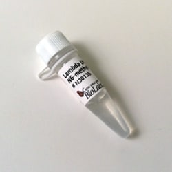New England Biolabs, Inc. Lambda DNA (dam-) – 250 µg