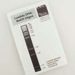 New England Biolabs, Inc. Lambda DNA-BstE II Digest – 0.3 ml, Quantity: