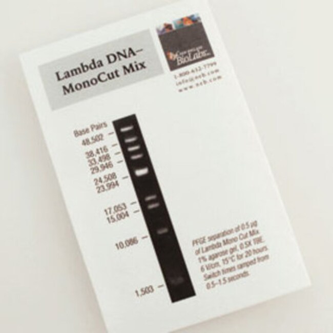 DNA / A Taste of DNA レコード DNA / A Taste of DNA レコード - メルカリ