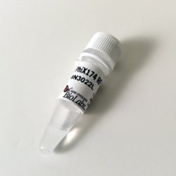 New England Biolabs, Inc.&nbsp;PhiX174 RF II DNA – 150 µg