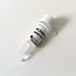 New England Biolabs, Inc. M13mp18 RF I DNA – 10 µg, Quantity: Each of 1