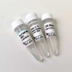 New England Biolabs, Inc.&nbsp;β1-3 Galactosidase - 500 units