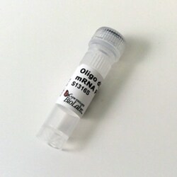 New England Biolabs, Inc. Oligo d(T)18 mRNA Primer – 5 A260 units, Quantity: