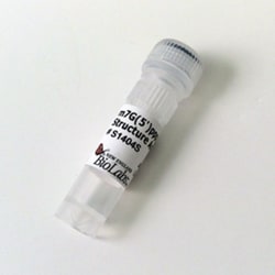 New England Biolabs, Inc. m7G(5')ppp(5')G RNA Cap Structure Analog – 1