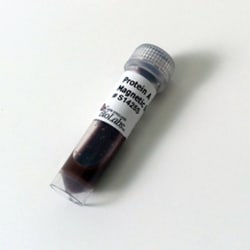 New England Biolabs, Inc.&nbsp;Protein A Magnetic Beads  1 ml